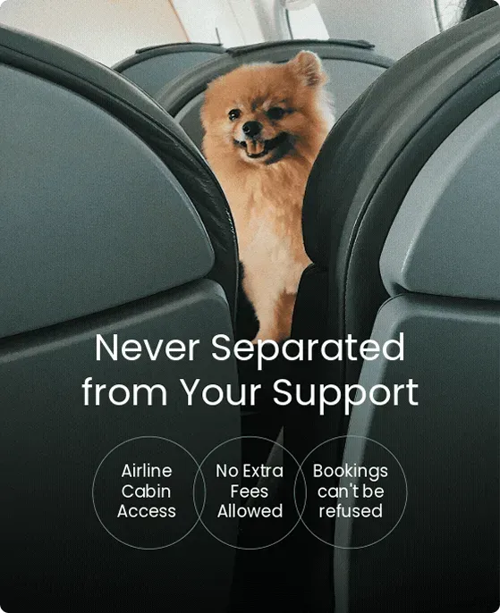 Dog on an airplane in the cabin