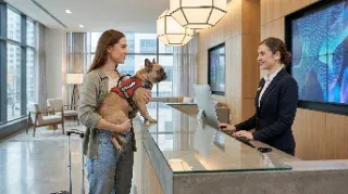 Dog in hotel