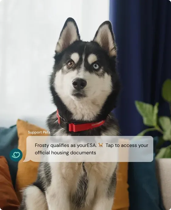 Live anywhere with your pet — Frosty the husky on a couch with a Support Pets ESA notification