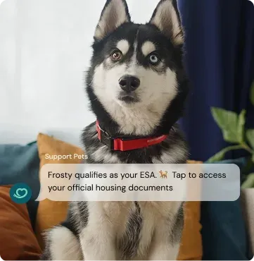Live anywhere with your pet — Frosty the husky on a couch with a Support Pets ESA notification