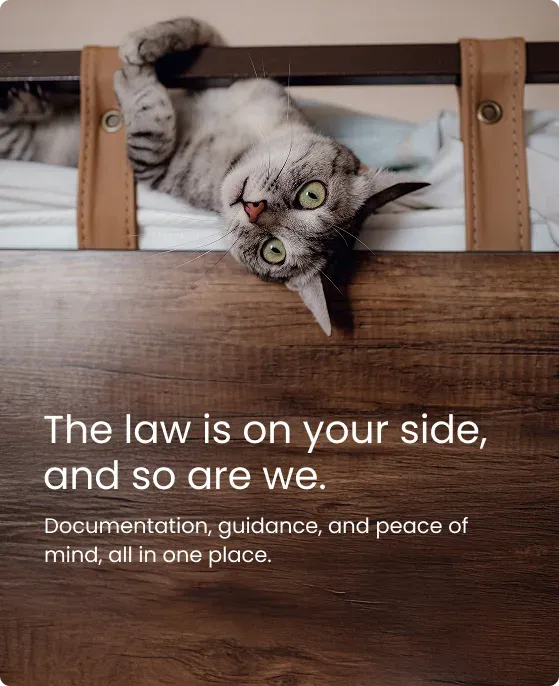 The law is on your side, and so are we — cat resting on a shelf