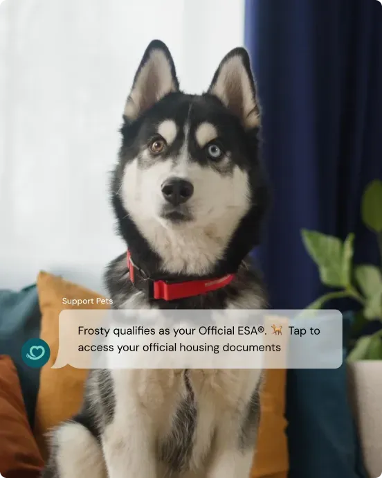 Live anywhere with your pet — husky on a couch with an Official ESA® chat notification