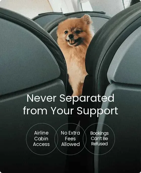 Never separated from your support — Pomeranian peeking between airplane seats
